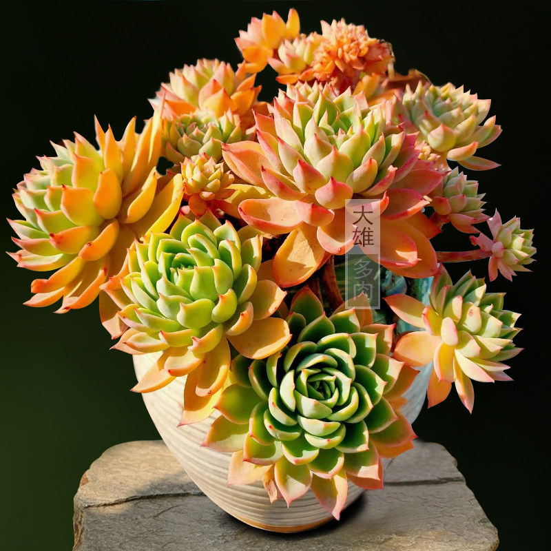 一物一拍 三色堇 仙肉老桩精品多肉植物阳台花卉绿植美观桌面好养