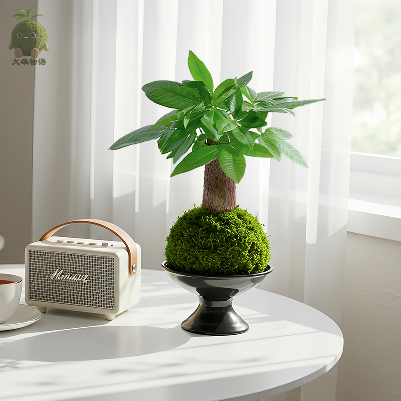 【客厅种颗树】招财发财树苔藓球