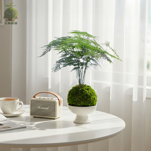 文竹苔藓球绿植办公室内植物禅意苔玉净化空气好养四季常青盆栽