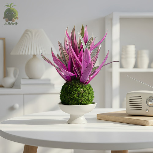 紫露兰苔藓球彩色绿植