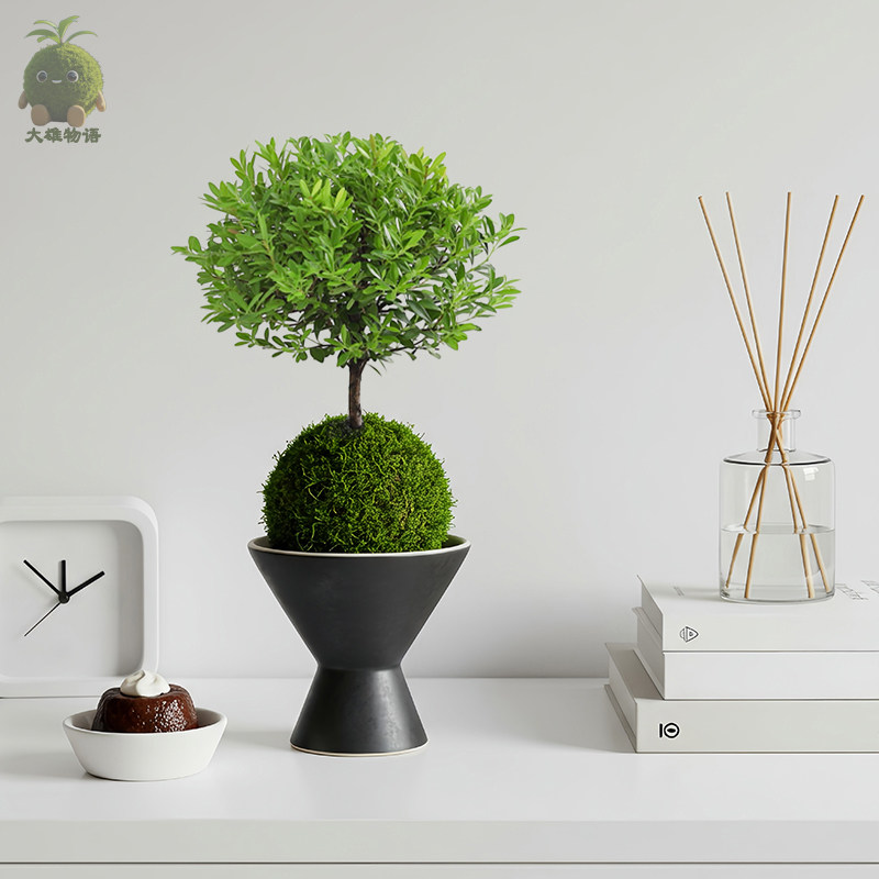 小叶赤楠苔藓球 好养花卉室内苔玉绿植净化空气四季常青植物盆栽,鲜花速递/花卉仿真/绿植园艺,绿植,淘宝优惠券,粉丝福利购,淘宝优惠卷