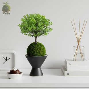小叶赤楠苔藓球 常青植物盆栽 好养花卉室内苔玉绿植净化空气四季