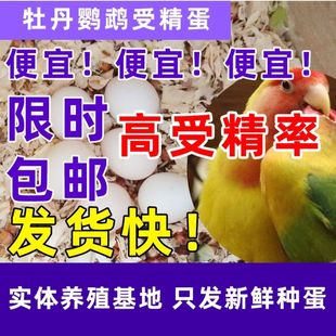 鹦鹉蛋高受精可孵化种蛋文鸟七彩紫罗兰玄凤鹦鹉受精蛋黄绿牡丹
