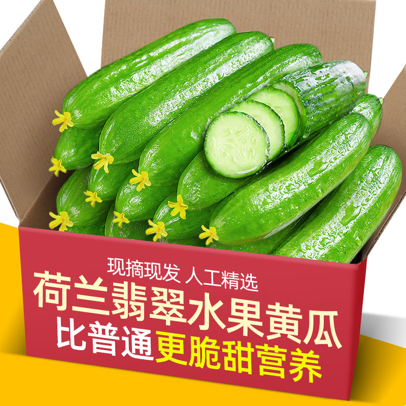 【现摘现发】山东潍坊水果黄瓜脆爽新鲜蔬菜包无刺小黄瓜生吃脆甜