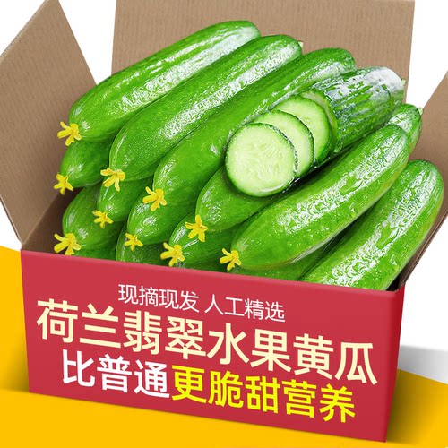 【现摘现发】山东潍坊水果黄瓜脆爽新鲜蔬菜包无刺小黄瓜生吃脆甜