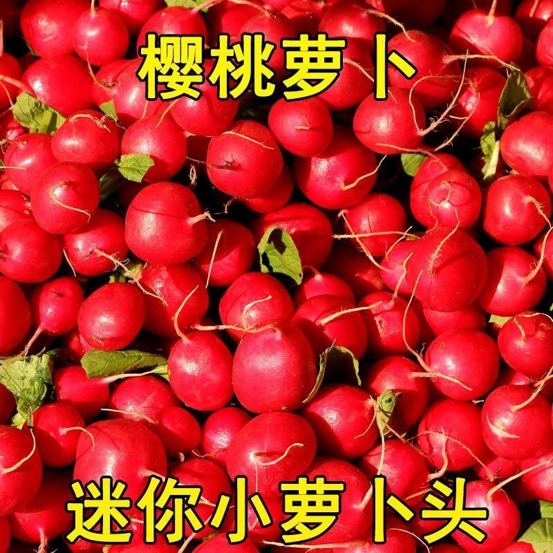 东北新鲜樱桃萝卜迷你小红萝卜