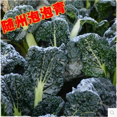 随州泡泡青冬季农家自种露天应季绿叶蔬菜霜打湖北特产青菜黑白菜
