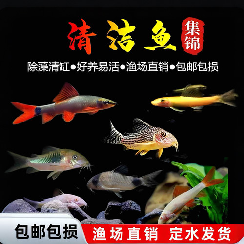 清洁鱼除藻鱼鼠鱼工具鱼