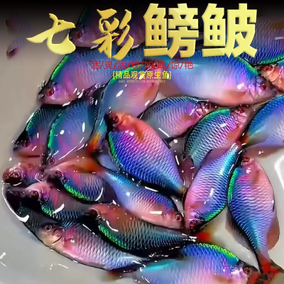 鳑鲏鱼好养淡水观赏七彩石旁皮除藻冷水鱼活体小型鱼苗原生群游鱼