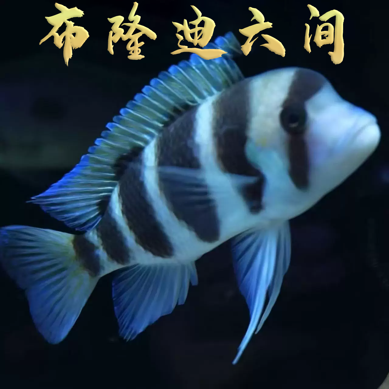 六间鱼布隆迪六间鱼三湖慈鲷