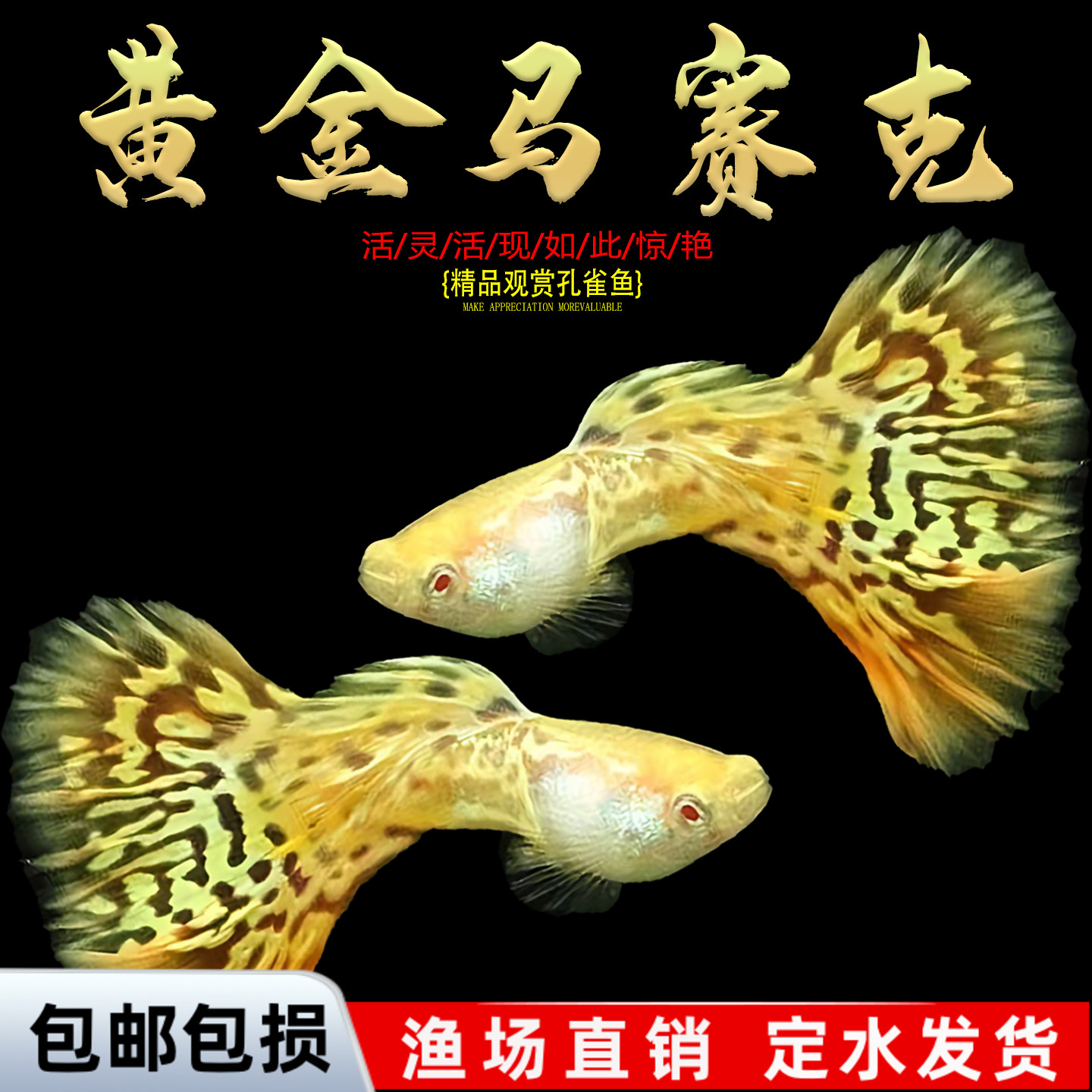 孔雀鱼鱼苗观赏鱼活体热带小型淡水好养耐活红绿灯斑马凤尾小鱼