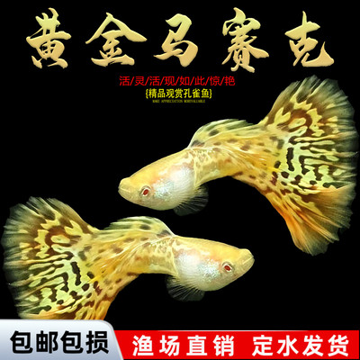 孔雀鱼鱼苗观赏鱼活体热带小型淡水好养耐活红绿灯斑马凤尾小鱼