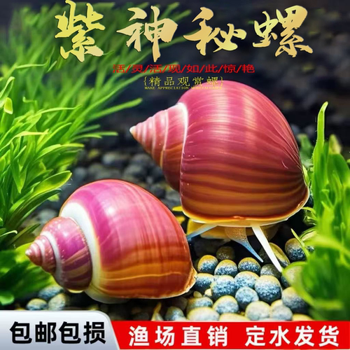 紫螺观赏螺清洁除藻工具螺活