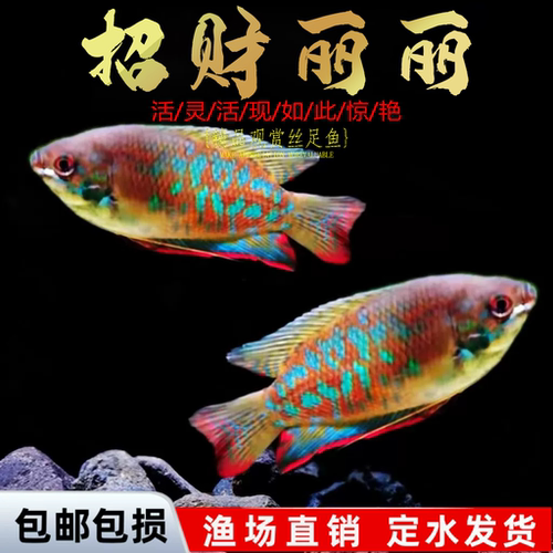 公母丽丽淡水艳丽丽丽鱼