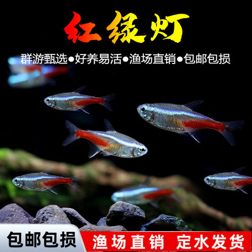 红绿灯活体观赏鱼小型游金