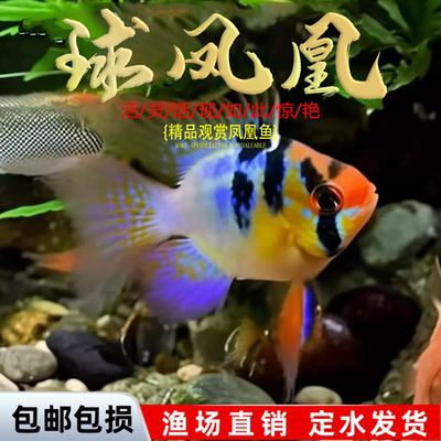 凤凰鱼金波子阿凡达草缸鱼观赏鱼