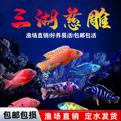 三湖慈鲷皇帝中小型热带观赏鱼