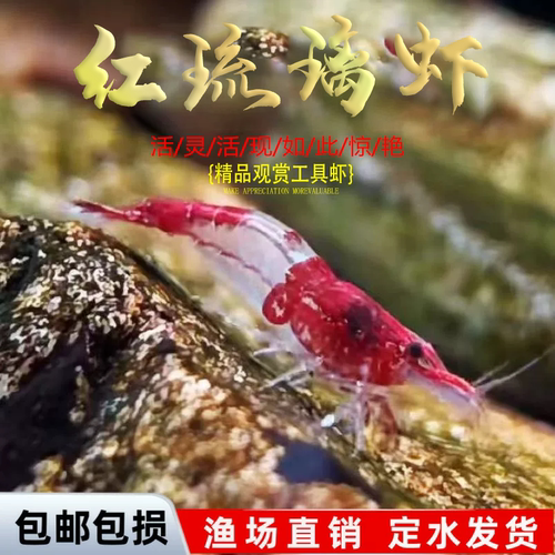 热带观赏鱼虾螺琉璃活体宠物