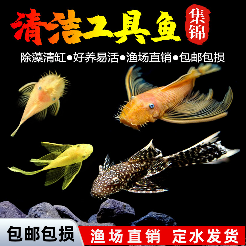清道夫垃圾鱼热带小型黄金红眼