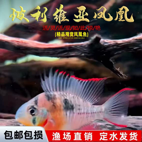金波子凤凰鱼热带观赏鱼小型鱼