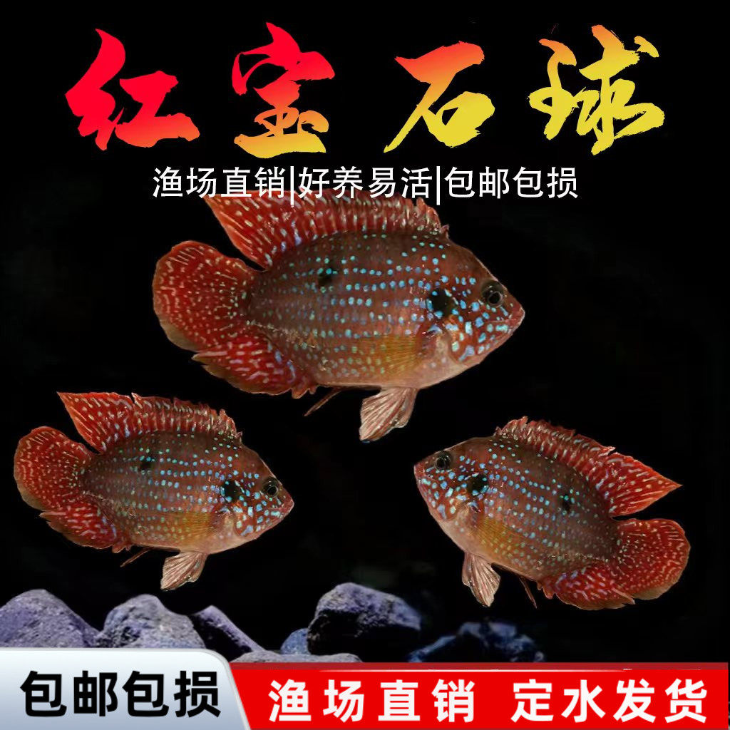 红宝石球血钻三湖慈鲷鱼活体中小型耐养易活热带观赏鱼淡水鱼,宠物/宠物食品及用品,鱼,淘宝优惠券,粉丝福利购,淘宝优惠卷
