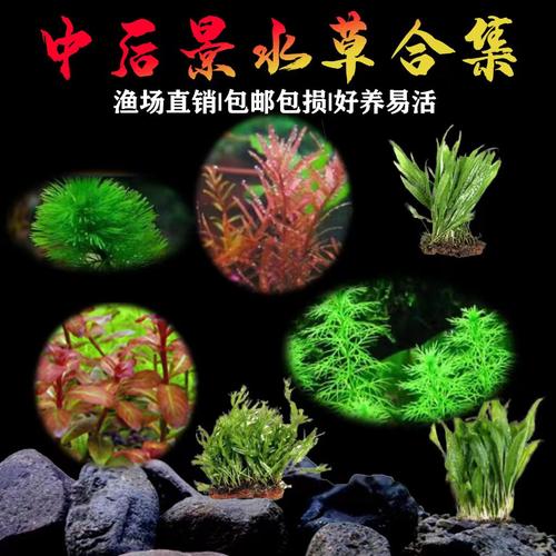 皇冠水草铁皇冠水草好养