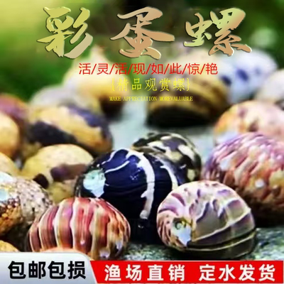 观赏螺彩蛋黑金刚清洁除藻工具螺