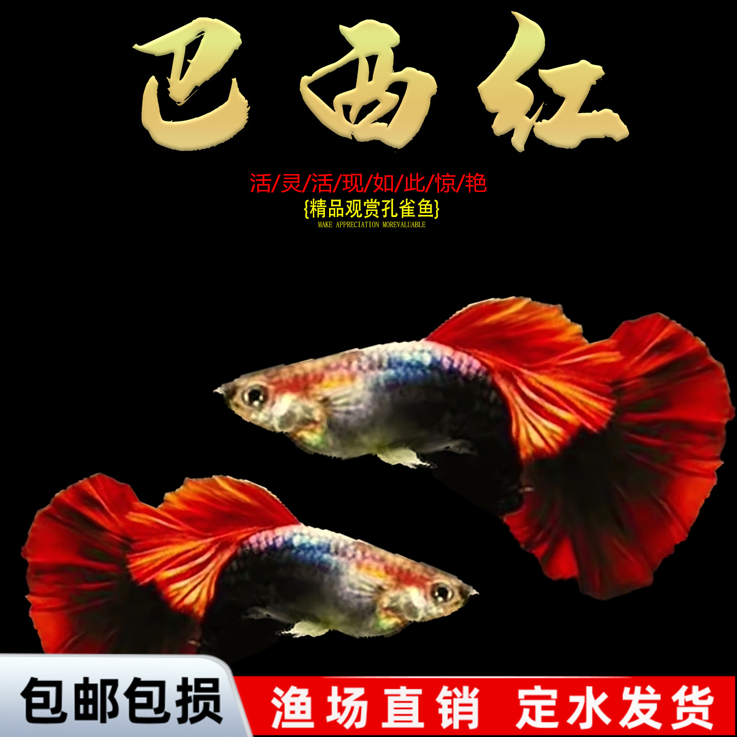 孔雀鱼鱼苗观赏鱼活体热带小型淡水好养耐活红绿灯斑马凤尾小鱼