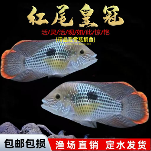 红尾皇冠蓝宝石鱼三湖慈鲷鱼黑线王子活体热带观赏鱼淡水鱼