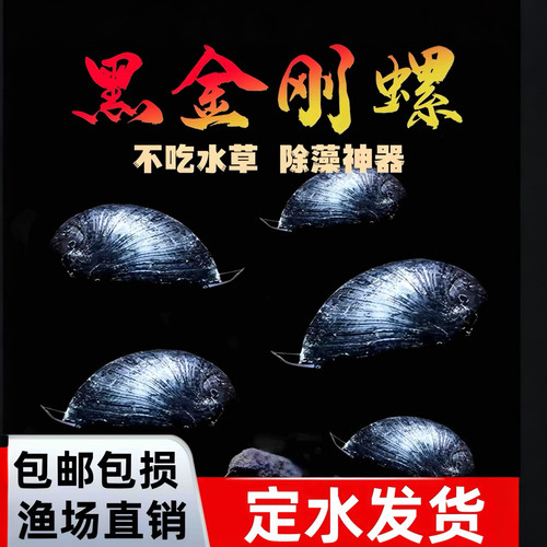黑金刚螺观赏螺除藻工具螺