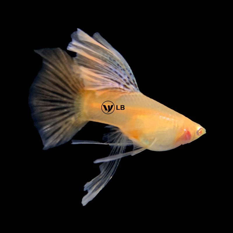 孔雀鱼精品纯种黄蕾丝白子大背大c凤尾鱼观赏鱼热带鱼自家繁殖