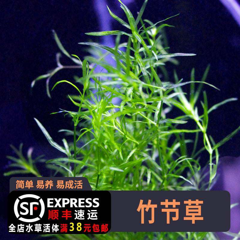 印度小竹节水草竹节草孔雀鱼水草鱼缸造景观赏新手懒人阴性水草