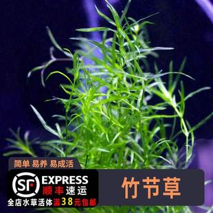 印度小竹节水草竹节草孔雀鱼水草鱼缸造景观赏新手懒人阴性水草