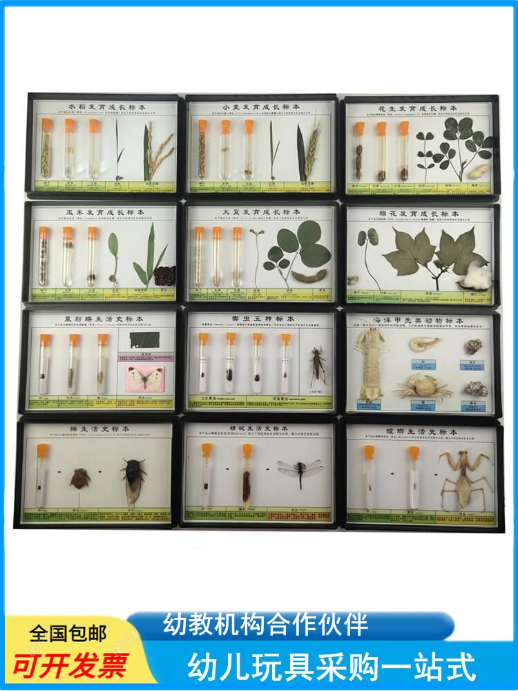 幼儿园教学昆虫标本动物生活史植物发育蜜蜂知了害虫益虫儿童认知
