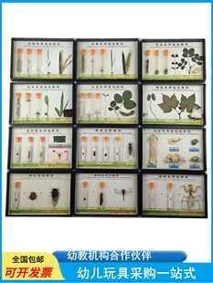 幼儿园教学昆虫标本动物生活史植物发育蜜蜂知了害虫益虫儿童认知