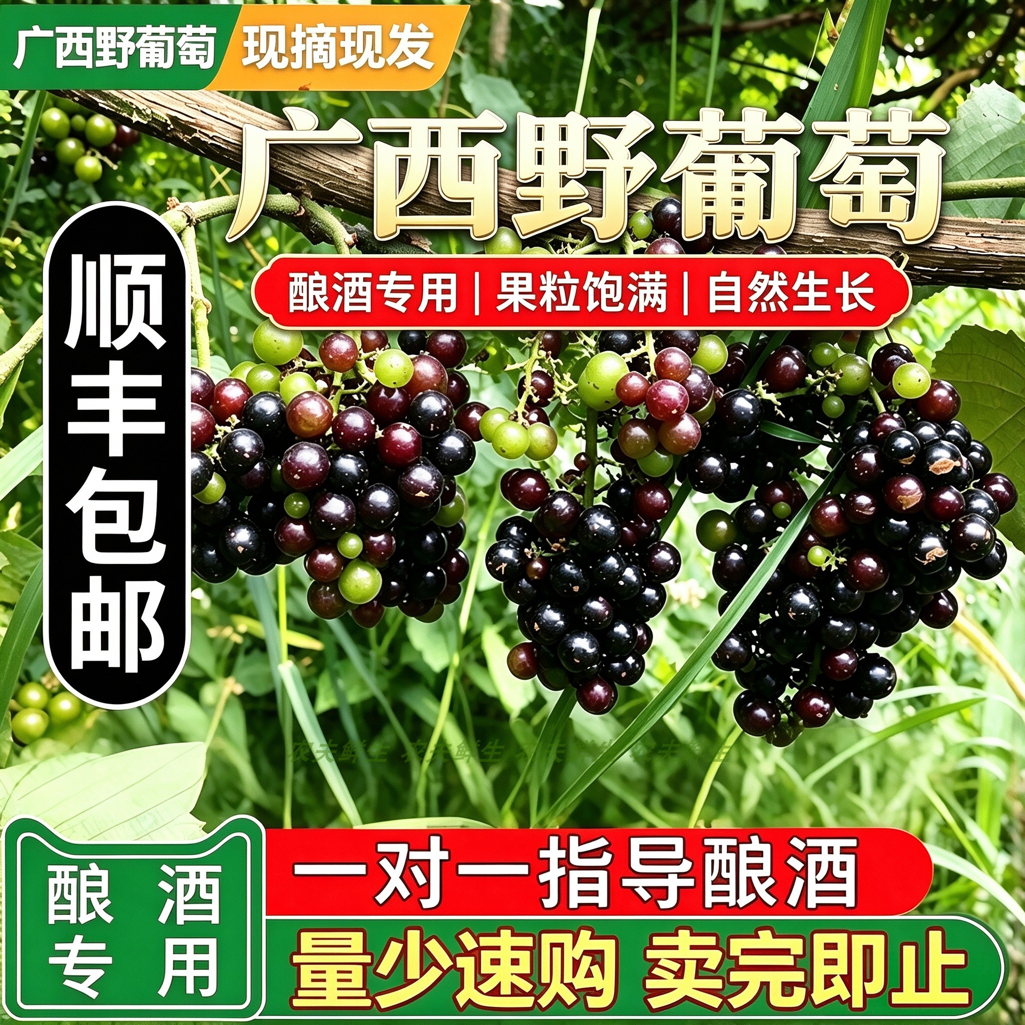 [现货顺丰] 广西正宗野生葡萄酿泡酒自酿葡萄酒DIY红酒可食用小酸