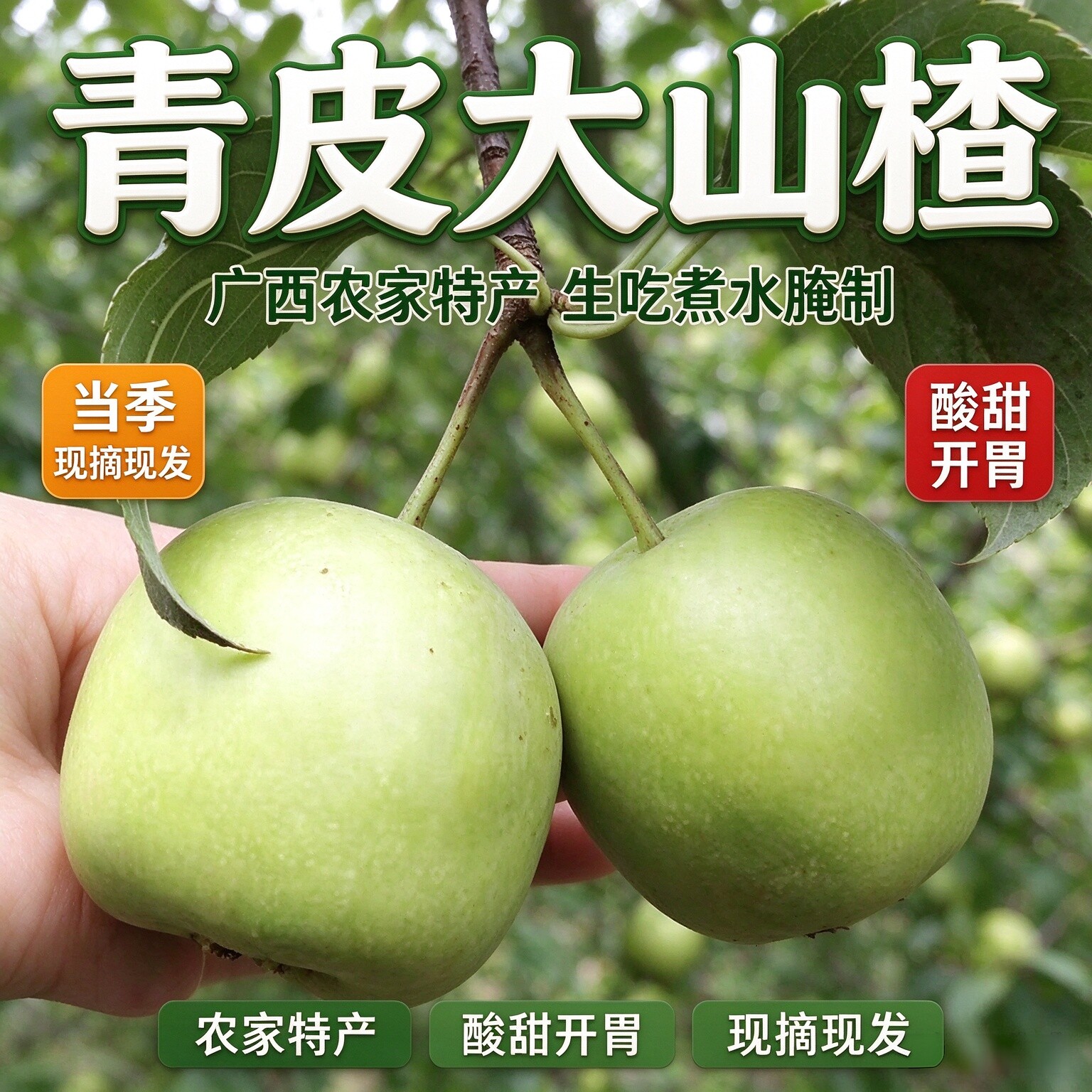 广西青皮大山楂新鲜水果现摘特产农家酸甜开胃泡水煮水生吃腌制干