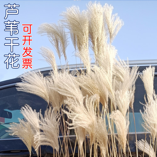 天然芦苇拂尘花干花婚庆道具包邮