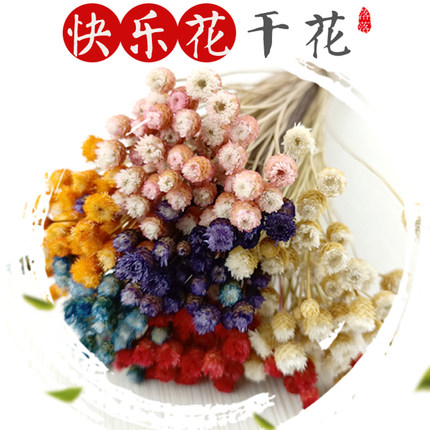 快乐花原生态艺术干花天然进口思绪花小星花清新花苞拍摄道具花束