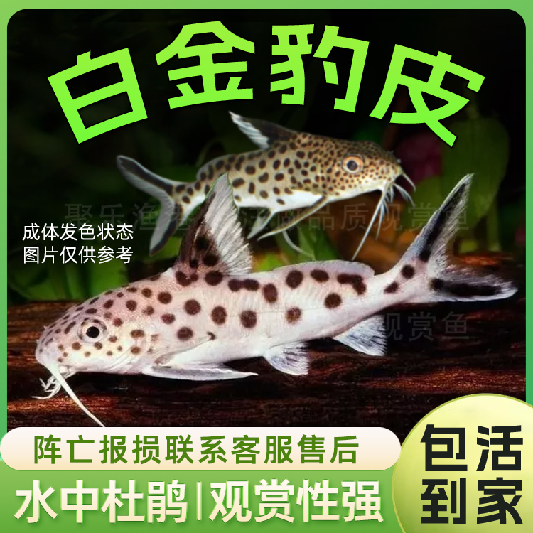 坦鲷品种热带淡水有趣好养