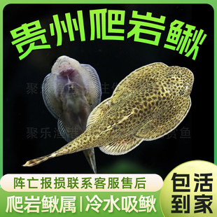 冷水除藻金线红钻双吸盘琵琶小提琴秉氏虎纹圆斑吸鳅活体