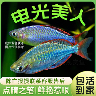 电光美人鱼 热带观赏淡水草缸小型美人球彩虹鱼活体