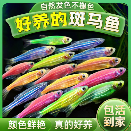 小型灯科斑马鱼冷水蝶翼彩色