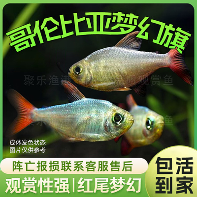 哥伦比亚梦幻红鳍扯旗热带观赏鱼