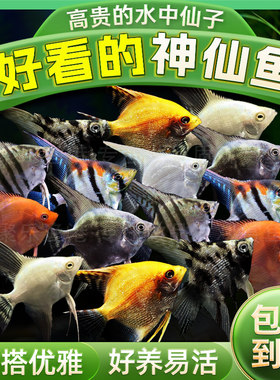 热带鱼观赏鱼神仙燕鱼
