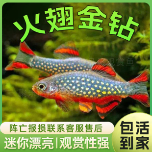 火翅金钻鱼银河斑马鱼热带观赏鱼小型鱼火炽金钻红翅珍珠活体群游