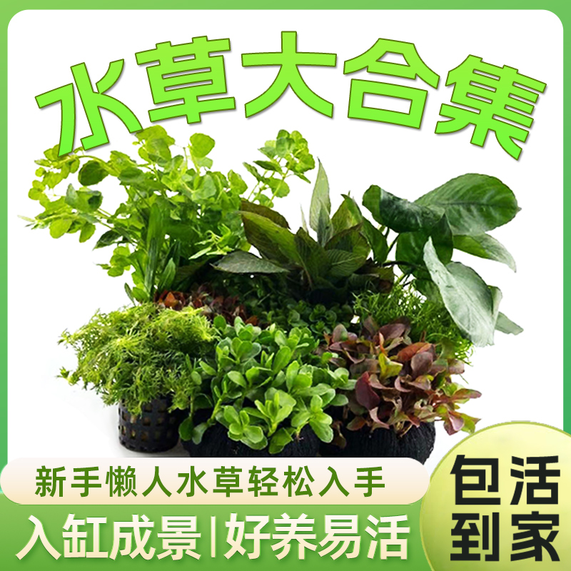 鱼缸活体真草套餐趴地增氧莫斯