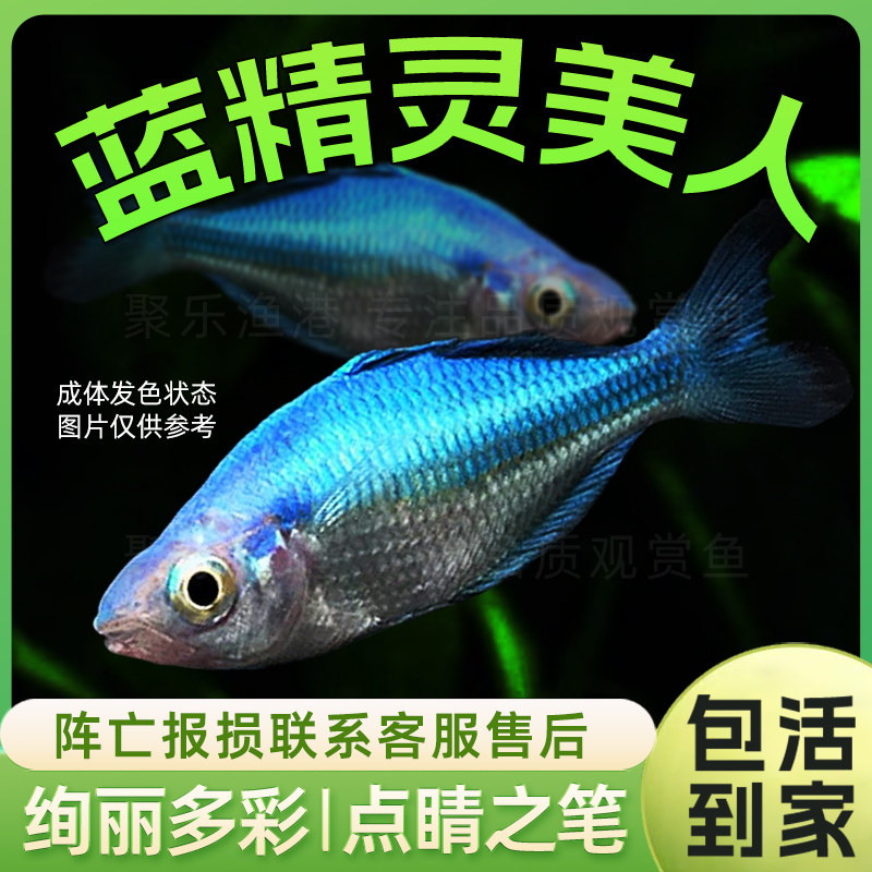 蓝精灵美人苹果彩虹鱼活体淡水图片
