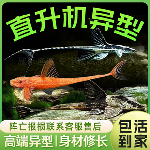 皇冠直升机小型热带鱼异型鱼观赏工具鱼红蜻蜓强效除藻异形鱼活体