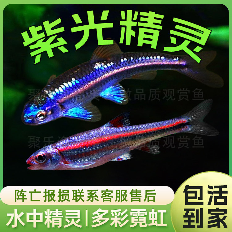 中小型活体灯科鱼紫光精灵